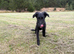 Scottish deer hound cross collie