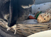 Huge pure French lop black otter buck