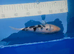 Shiro Bekko koi 21cm