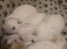 Puppies