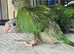 Hand reared babies forsale