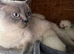 Bluepoint British Shorthair kittens