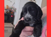 Beautiful female show cocker for sale *F1 ears*