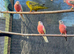 Lineolated Parakeets