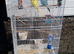 Pair of budgies with large cage and spare cage