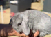 Grey boy bunny ready for a new home!!