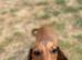 Miniature dachshund