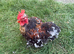 rooster chicken