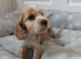 Kc registered show type spaniels