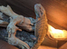 Bearded dragon female