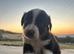 Border collie pups