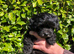 Maltipoo puppies