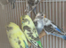 Baby budgies