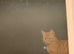 Ginger male cat