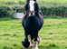 Beautiful HW Traditional Blagdon Cob Mare - *Project/Brood/Companion*