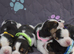 Beautiful beagle puppies