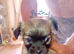 Chihuahua puppy