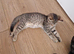 6 playful kittens ..ready now 4 left
