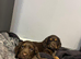 Cocker spaniel puppies