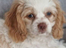 Maltipoo