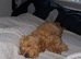 14 week old male cockapoo