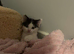 2 x kittens left ( twins )