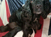 Kc registered cocker pups