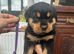 Stunning Rottweiler puppies