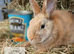 LAST 2 Beautiful female bunnies looking for their new homes!