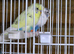 Budgies available