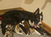 Stunning Border Collie Puppies