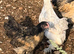 Pekins for sale