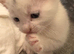 Beautiful kittens for sale