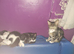 playful girls ready to new home