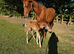 Chestnut sport horse mare with colt foal at foot