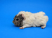 Reserved Pair of Agouti Lakeland Sow Sisters