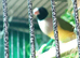 Beautiful pair of gouldian finches for sale in Bradford