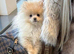 Toy Pomeranian 11months boy
