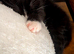beautiful kitten for sale