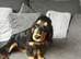 Show cocker spaniels 1 boy 1 girl fully vaccinated