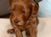 Beautiful cockapoo puppies for sale