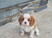 King Charles Puppies For Sale