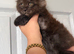 Giant mainecoons READY NOW