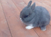 Netherland dwarf babys