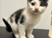 Kittens needing a home!!! Ready to leave