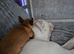 American x bully