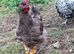 Chocolate Orpington Cockerel