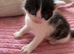 5 weeks old kittens mixed breed, the mom is maine coon