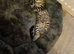 Female moggie tabby