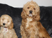 5 months old cockapoo boy